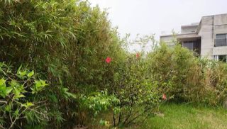 Fully Furnished Flat Rent @ Baridhara Diplomatic Zone